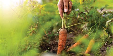 Organic Farming Blossoms Into Booming Industry - 517 Magazine