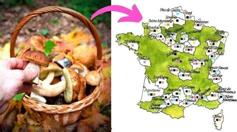 O Trouver Des Champignons En Ce Moment La Carte Des Coins Secrets