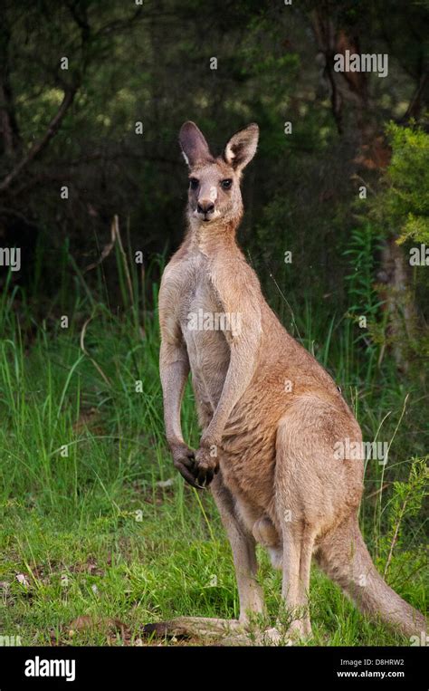 Kangaroo hunter hi-res stock photography and images - Alamy