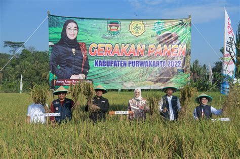 Panen Raya Di Purwakarta Fokus Lensa Fokuslensa