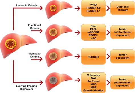 Assessment Of Liver Tumor Response To Therapy Role Of Quantitative