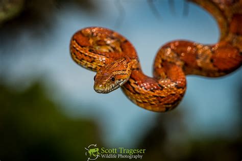 Eastern Corn Snake Pantherophis Guttatus A Photo On Flickriver