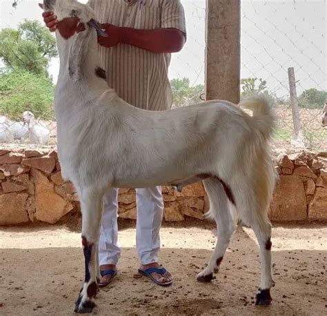 Year White Sojat Male Goat At Rs Kilogram In Jodhpur Id