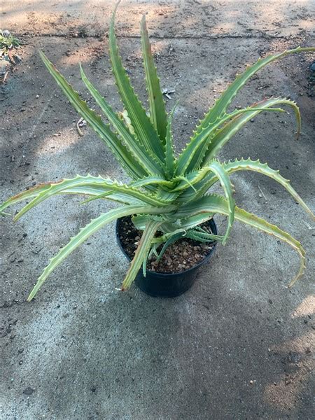 Aloe Arborescens Variegated 21cm Cnd Nursery