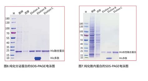 ACE产品介绍 Magneti Q 标签蛋白纯化试剂盒 ACE生物