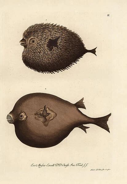 Spot Fin Porcupinefish Diodon Hystrix And Pufferfish 23184570