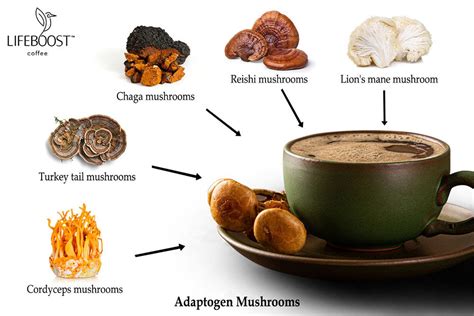 The Ultimate Guide To Exploring Mushroom Coffee Brands Mushroom Sips