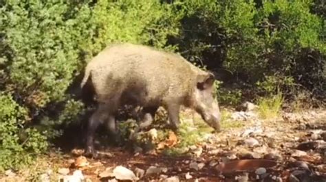 Yabani hayvanlar fotokapana yakalandı