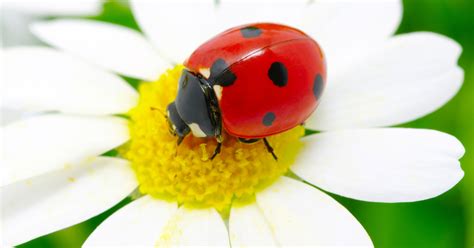 Do Ladybugs Pee and Poop?