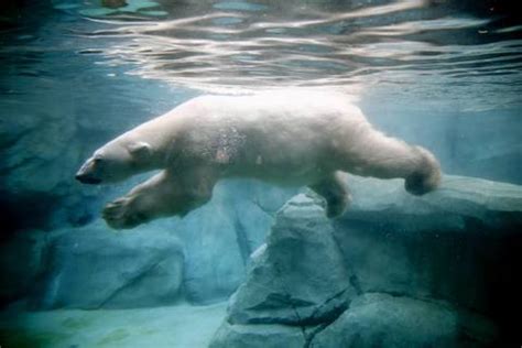 Photos: Chicago's oldest zoo animals -- Chicago Tribune