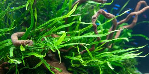 An Aquarium Filled With Lots Of Green Plants