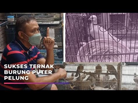 Peternak Burung Puter Pelung Di Kediri Hasilkan Puluhan Juta YouTube