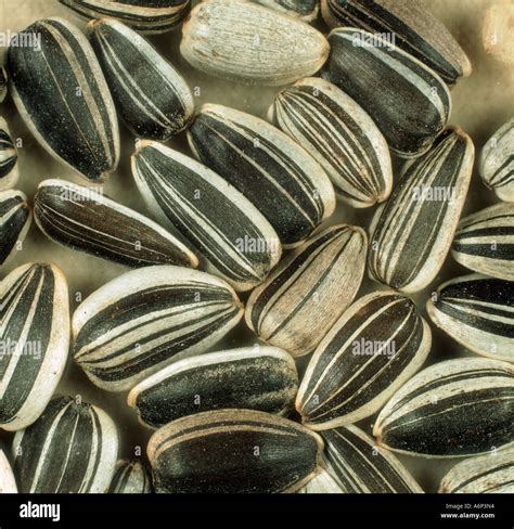 Sunflower Helianthus annuus seeds Stock Photo - Alamy