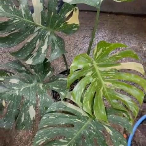 Jual Monstera Variegata Thai Constellation Monthai Marble Japan Lab