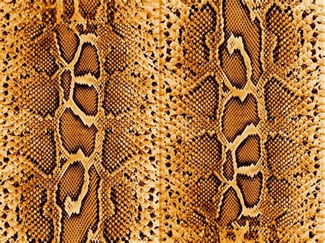 Snake Skin Patterns - Pattern.rjuuc.edu.np