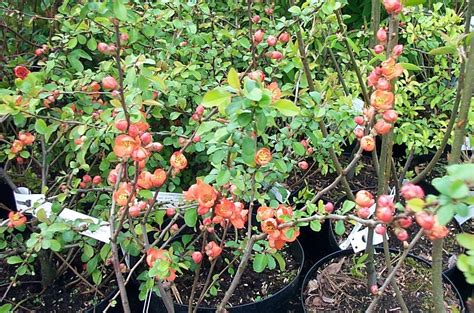 Chaenomelis Japonica Cido Markenbaumschule De