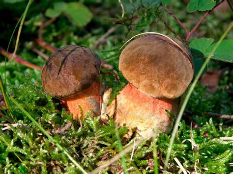 Detail der zwei Pilze Boletus erythropus im Herbst in den Wäldern