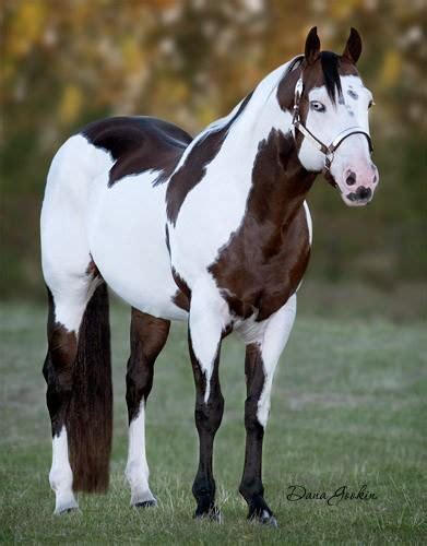 25+ best ideas about American paint horse on Pinterest | Pretty horses, Horses and American paint