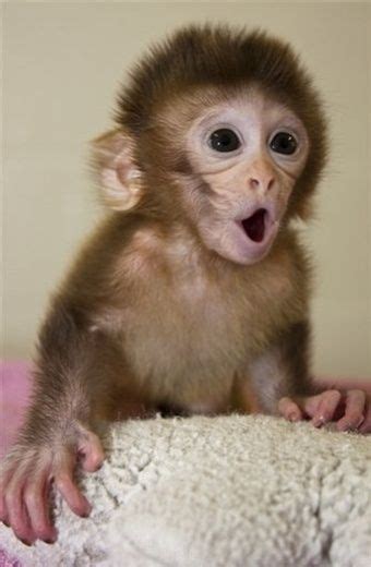 Little Pet Monkey Cute Baby Monkey Monkey Pictures Baby Monkey