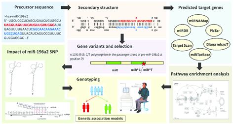 Workflow Of In Silico Data Analysis Gene And MicroRNA Sequence And