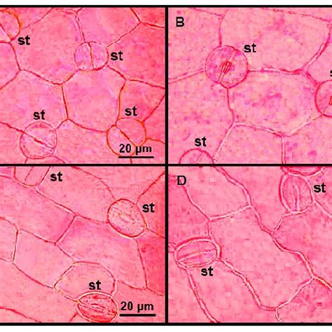 Adaxial And Abaxial Epidermis Of The Control Cotyledon A B And