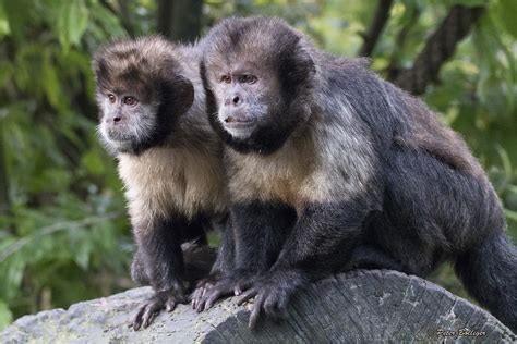 Look Who Is Coming Yellow Breasted Capuchin Peter Bolliger Flickr