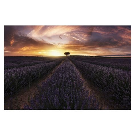 Papermoon Premium Collection Fototapete Lavendel Sunset B X H X