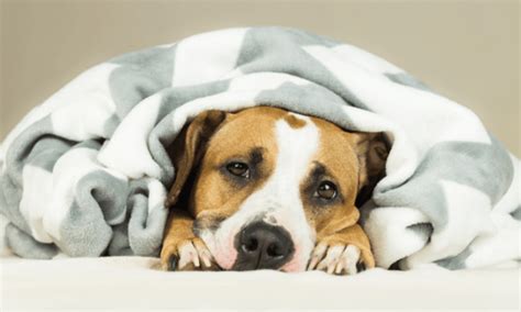 Cold Symptoms In Dogs