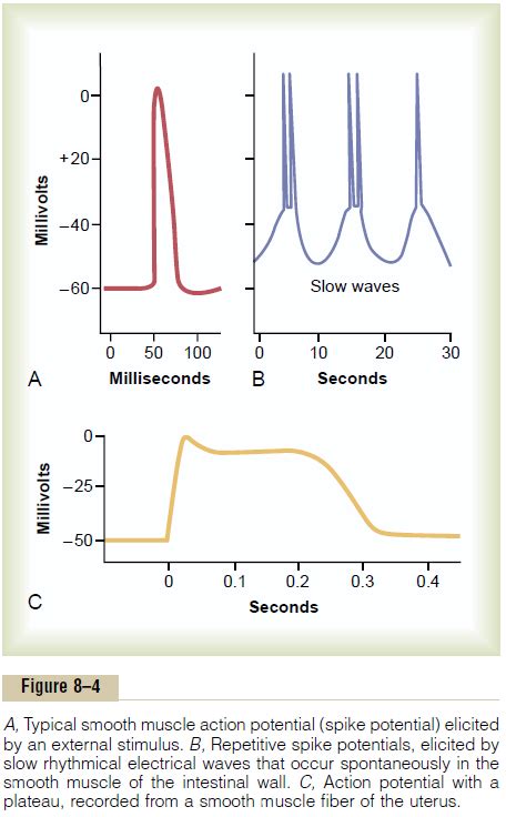 Membrane Potentials And Action Potentials In Smooth Muscle