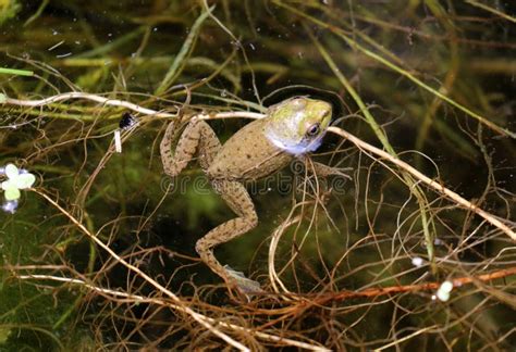 Beautiful Green Frog At A Water Pond In Michigan During Summer Stock