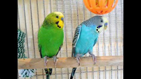 6 Hours Budgies Parakeets Singing Chirping Talking Relaxing Videos Nature Sounds Youtube