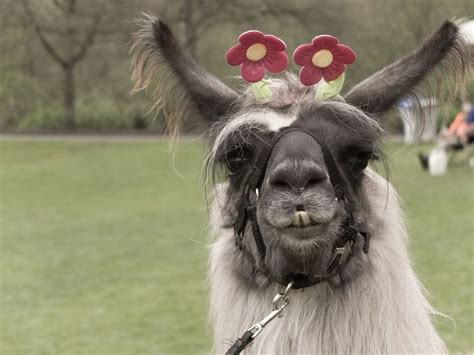 Smokey The Therapy Llama National Geographic Photo