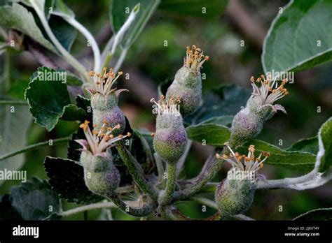 Young fruit apples after blossom in garden. Young apple buds primordium. Young apple at fruitlet ...