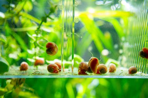 How To Get Rid Of Snails In A Fish Tank Hubpages