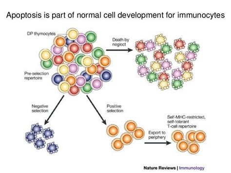 Apoptosis