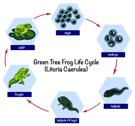 ᐈ Life cycle of frog stock pictures, Royalty Free frog life cycle ...