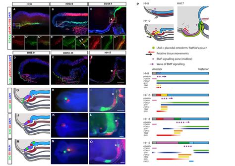 Tuberal Progenitors Originate From Floor Plate Like Cells In A