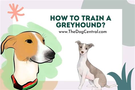 How to Train a Greyhound? | The Dog Central