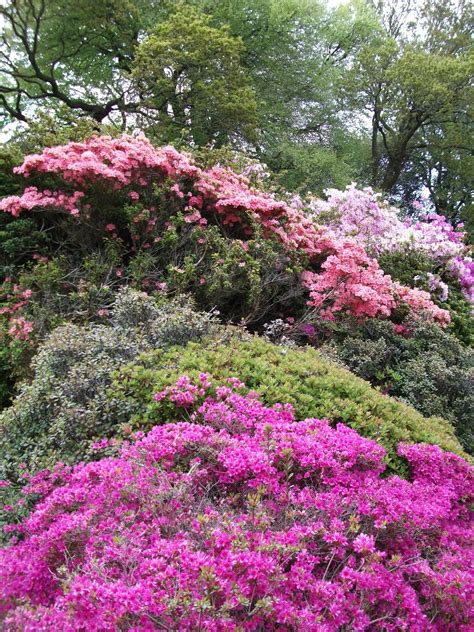 The Natural Gardener 9