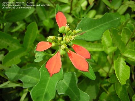 Plantfiles Pictures Summer Poinsettia Mexican Fire Plant Mexican