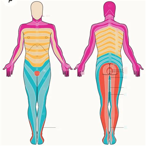 Dermatome Diagram Diagram Quizlet