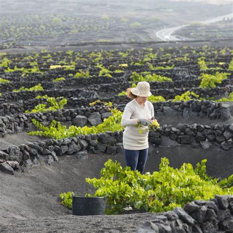 Malvas A Volc Nica La Uva De Lanzarote Marca Canaria