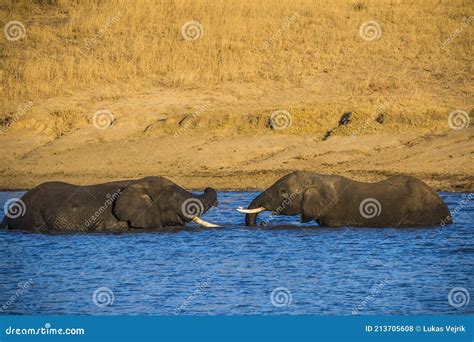 African Elephant Bulls Loxodonta Africana In Water In South Africa S