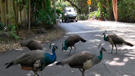 Peacock Problems Avocado Threat News From Around Our 50 States