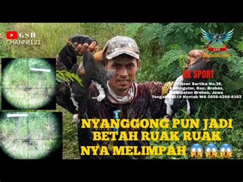 NYANGGONG PUN JADI BETAH RUAK RUAK NYA MELIMPAH Pcppredator GSH