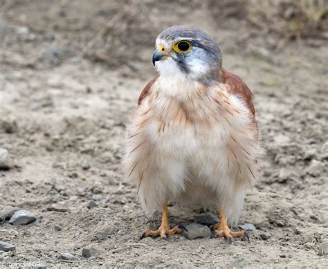 Nankeen (Australian) Kestrel Photos - Photographs - Pictures