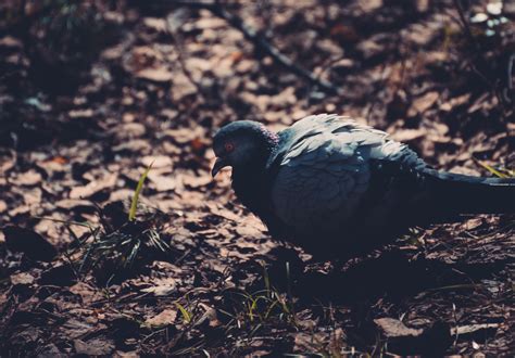 Fotos Gratis Naturaleza P Jaro Ala Fauna Silvestre Pico Negro