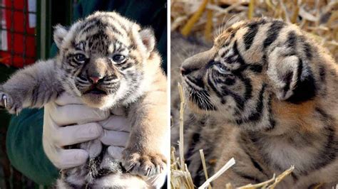 Nascita A Roma La Nascita Di Una Cucciola Di Tigre Di Sumatra Al