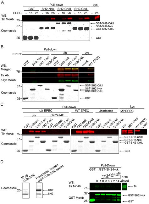 The Sh Domains Of Crkii And Crkl Compete With Nck To Bind Tir At Its