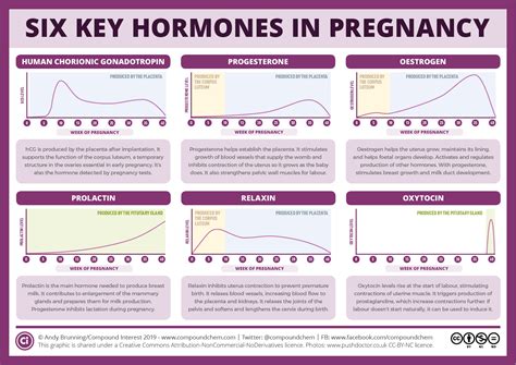 Six Key Pregnancy Hormones And Their Roles Compound Interest